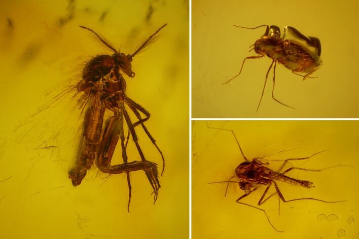 Three Fossil Flies (Diptera) In Baltic Amber #166244
